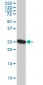 CLPP Antibody (monoclonal) (M01)